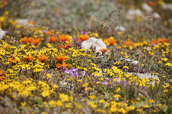 포토 JPG 해외이미지 식물 꽃 밭 사람없음 컬러풀 닫기 남아프리카 해외202004 해외포토 컬러 농업 모션 아프리카 파일형식 이미지허브