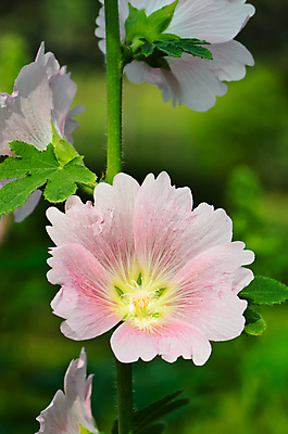 포토 JPG 해외이미지 식물 꽃 분홍색 꽃다발 잎 자연 사람없음 초록색 벚꽃 신선 꽃가루 녹색배경 해외202004 해외포토 컬러 백그라운드 가루 생태계 파일형식 이미지허브