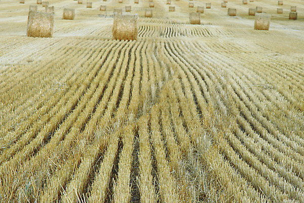 포토 JPG 해외이미지 나무 식물 계절 꽃 분홍색 백그라운드 꽃무늬 밭 농업 자연 하늘 건조 풍경 사람없음 야외 초록색 여름 파란색 빛 농작물 농장 노란색 정원 맑음 봄 수확 성장 벚꽃 시골 황금 볏짚 땅 밀 묘사 뭉치 밀짚 내추럴 밭일 해외202004 해외포토 산업 컬러 무늬 날씨 곡류 짚 생태계 파일형식 이미지허브