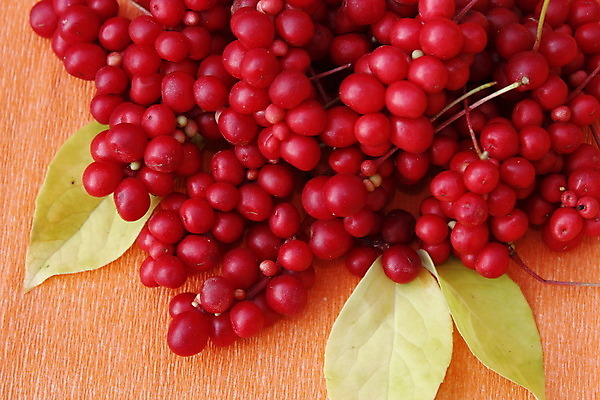 포토 JPG 해외이미지 식물 잡화 열매 음식 잎 농업 다이어트 과일 재료 건강 사람없음 빨간색 농작물 수확 가을 나뭇가지 신선 약초 상품 다발 유기농 원예 날것 숙성 식용 해외202004 해외포토 나무 웰빙 계절 산업 컬러 취미 풀_식물 파일형식 이미지허브