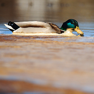 포토 JPG 해외이미지 나무 동물 공원 남자 야생동물 백그라운드 겨울 날개 자연 조류 하늘 동물원 앉기 풍경 사람없음 야외 빨간색 초록색 물 여름 파란색 컬러풀 갈색 노란색 평화 검은색 봄 흰색 나뭇가지 숲 작음 깃털 부리 내추럴 동물상 해외202004 해외포토 자연요소 식물 계절 공공시설 컬러 컨셉 모션 사람 조형물 크기 생태계 파일형식 이미지허브