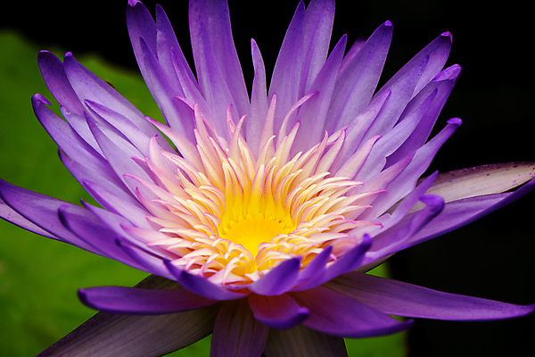 포토 JPG 해외이미지 식물 계절 꽃잎 꽃 호수 분홍색 백그라운드 잎 꽃무늬 패턴 일러스트 자연 표면 연꽃 미술 사람없음 장식 초록색 물 여름 컬러풀 반사 노란색 보라색 봄 거울 벚꽃 흰색 연못 신선 오픈 개화 백합 싱글 질감 내추럴 고립 스타일 해외202004 해외일러스트 자연요소 컬러 무늬 문화예술 생태계 파일형식 이미지허브