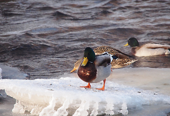 포토 JPG 해외이미지 동물 1 계절 여자 호수 야생동물 겨울 날개 자연 조류 오리 서기 사람없음 야외 옆모습 초록색 물 머리 얼음 봄 추위 흰색 연못 가득함 깃털 오브젝트 싱글 서리 부리 청둥오리 민물 양발 해외202004 해외포토 자연요소 뷰포인트 컬러 모션 사람 신체부위 생태계 파일형식 이미지허브
