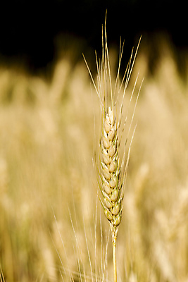 포토 JPG 해외이미지 식물 계절 음식 줄기 밭 농업 자연 씨앗 풍경 사람없음 야외 여름 농작물 햇빛 농경지 노란색 맑음 성장 시골 황금 낟알 땅 시리얼 밀 귀 내추럴 밭일 숙성 호밀 수평선 해외202004 해외포토 산업 컬러 날씨 곡류 신체부위 태양 농장 생태계 파일형식 이미지허브