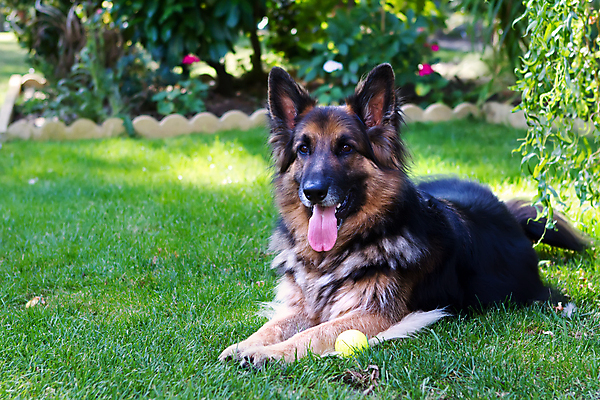 포토 JPG 해외이미지 동물 응시 얼굴 포즈 포유류 놀이 지붕 털 경비 잔디 사람없음 야외 목재 초록색 반려동물 갈색 머리 정원 게임 최고 양치기 경찰 개 강아지 흔적 쇼 공평 토막 송곳니 내추럴 기르기 유래 해외202004 해외포토 나무 식물 직업 시선 컬러 재료 안전 신체부위 치아 보호 돌봄 파일형식 이미지허브