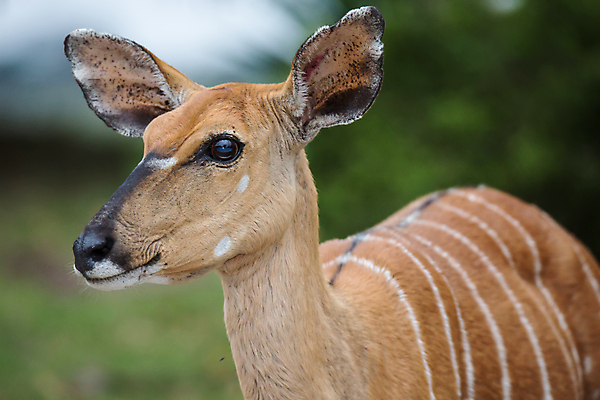 포토 JPG 해외이미지 동물 응시 공원 여자 야생동물 포유류 아프리카 자연 초식동물 털 사람없음 야외 갈색 줄무늬 게임 사파리 귀 영양 내추럴 가젤 경보 동물상 레이더 암사슴 해외202004 해외포토 시선 공공시설 나라 컬러 무늬 놀이 사슴 사람 신체부위 조형물 암컷 생태계 파일형식 이미지허브