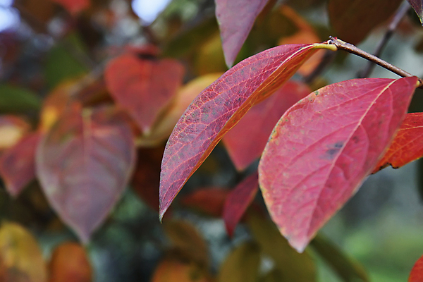 포토 JPG 해외이미지 나무 식물 계절 음식 잎 농업 채소 과일 자연 건강 사람없음 야외 초록색 노란색 정원 할로윈 수확 가을 나뭇가지 신선 사과 농부 상품 과수원 유기농 아로마 내추럴 밭일 해외202004 해외포토 직업 웰빙 산업 컬러 생태계 파일형식 이미지허브