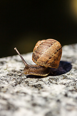 포토 JPG 해외이미지 식물 동물 1 음식 백그라운드 잎 모션 자연 생물 연체동물 안테나 나선형 사람없음 초록색 갈색 정원 흰색 작음 달팽이 느림 고립 해외202004 해외포토 컬러 무늬 통신 무척추동물 크기 생태계 파일형식 이미지허브