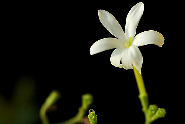 포토 JPG 해외이미지 식물 꽃잎 꽃 별 줄기 백그라운드 잎 꽃무늬 자연 동양인 사람없음 야외 초록색 검은색 벚꽃 흰색 나뭇가지 축하 신선 개화 우아함 다발 향수 원예 향기 아로마테라피 내추럴 이국적 해외202004 해외포토 자연요소 나무 컬러 컨셉 무늬 인종 취미 화장품 생태계 냄새 테라피 파일형식 이미지허브