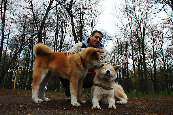 포토 JPG 해외이미지 동물 얼굴 신체 한명 반려동물 일본 힘 용기 자신감 개 강아지 위험 큼 근육질 고체 기르기 지능 힘찬 해외202004 해외포토 1 그릇 감정 아시아 컨셉 포유류 근육 사람 신체부위 크기 몸매 돌봄 파일형식 이미지허브