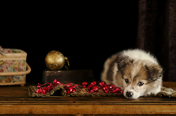 포토 JPG 해외이미지 동물 응시 놀이 표면 친절 사람없음 목재 장식 빨간색 반려동물 머리 귀여움 믿음 어둠 종 개 강아지 솜털 거짓말 옛날 해외202004 해외포토 나무 시선 감정 컬러 컨셉 재료 포유류 신체부위 파일형식 이미지허브
