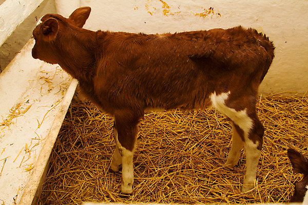 포토 JPG 해외이미지 동물 남자 밭 농업 포유류 자연 새로움 사람없음 가로 여름 농장 갈색 머리 검은색 가축 목장 소고기 흰색 시골 신생아 소 볏짚 군중 작음 황소 송아지 돌봄 밭일 송아지고기 수유 혼자 해외202004 해외포토 계절 산업 새끼 컬러 컨셉 모션 육류 사람 신체부위 아기 짚 크기 생태계 파일형식 이미지허브