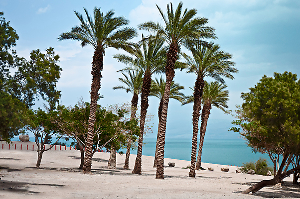 포토 JPG 해외이미지 나무 구름 모래 바다 여행 백그라운드 잎 자연 하늘 호텔 휴가 휴식 건조 건강 손바닥 풍경 사람없음 초록색 물 여름 파란색 약 맑음 스파 사막 바위 흰색 죽음 뜨거움 땅 휴양지 소금 동쪽 내추럴 요르단 이국적 이스라엘 짠맛 파라다이스 수평선 해외202004 해외포토 자연요소 식물 손 계절 컬러 컨셉 중동 의학 숙소 날씨 장소 돌_바위 맛 방향 생태계 서아시아 파일형식 이미지허브