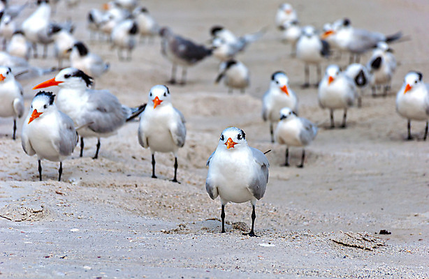 포토 JPG 해외이미지 동물 응시 야생동물 모래 바다 날개 자연 갈매기 조류 날씨 따뜻함 풍경 사람없음 야외 여름 파란색 컬러풀 평화 환경 미국 자유 흰색 깃털 검색 부리 흐림 내추럴 무료 많음 플로리다 해외202004 해외포토 시선 계절 컬러 컨셉 북아메리카 생태계 파일형식 이미지허브