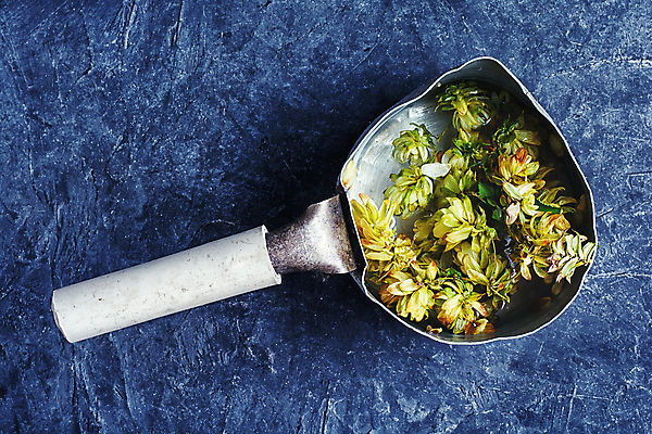 포토 JPG 해외이미지 실내 사람없음 하이앵글 국자 파란배경 해외202004 홉 해외포토 식물 뷰포인트 백그라운드 주방용품 내부 파란색 파일형식 이미지허브