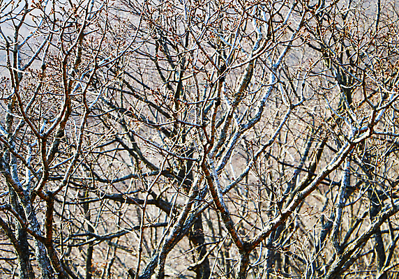 포토 JPG 해외이미지 나무 식물 템플릿 디자인 계절 실루엣 백그라운드 컨셉 잎 겨울 패턴 자연 날씨 추상 건조 풍경 사람없음 야외 목재 새싹 환경 정원 봄 추위 금지 가을 나뭇가지 죽음 닫기 숲 심볼 질감 내추럴 벌거벗은 옛날 스타일 해외202004 해외포토 무늬 재료 모션 촬영기법 생태계 파일형식 이미지허브