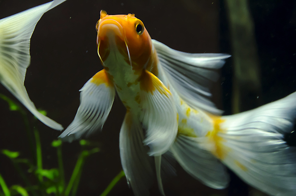 포토 JPG 해외이미지 식물 전통 디자인 옷 야생동물 백그라운드 패턴 오렌지 바지 자연 표면 휴식 어류 취미 사람없음 장식 물 파란색 빛 반려동물 청춘 컬러풀 유행 환경 수중 수영 어둠 침묵 전시 직물 도시 면 남색 질감 땀 탱크 캔버스 암초 수족관 커뮤니티 섬유 리빙 발견 그런지 아마존 옛날 터키석 생존 스타일 해외202004 해외포토 자연요소 동물 컬러 컨셉 무늬 과일 하의 수중동물 소리 수상스포츠 보석 생태계 파일형식 이미지허브