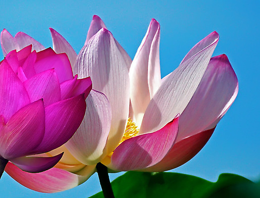 포토 JPG 해외이미지 꽃 호수 분홍색 잎 하늘 사람없음 초록색 물 연못 내추럴 해외202004 해외포토 자연요소 식물 컬러 파일형식 이미지허브