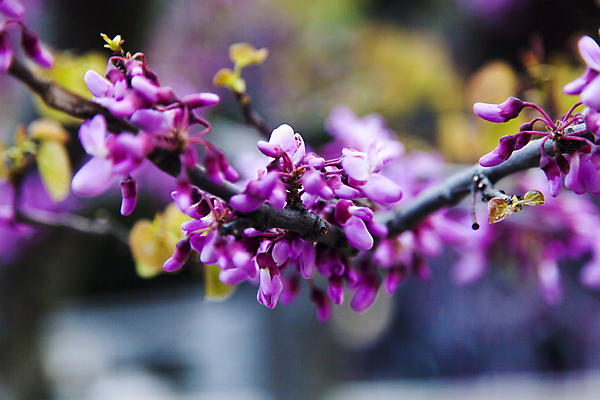 포토 JPG 해외이미지 나무 식물 디자인 계절 꽃잎 꽃 분홍색 백그라운드 잎 꽃무늬 자연 하늘 건강 사람없음 야외 여름 컬러풀 정원 맑음 봄 성장 벚꽃 흰색 나뭇가지 신선 개화 체리 닫기 과수원 4월 원예 보케 내추럴 해외202004 해외포토 컬러 무늬 농업 과일 모션 날씨 취미 날짜 생태계 파일형식 이미지허브