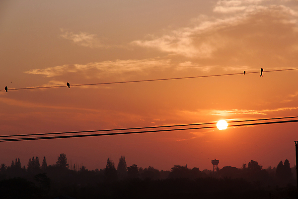 포토 JPG 해외이미지 실루엣 날개 조류 아침 사람없음 일출 일몰 도시 비둘기 해외202004 해외포토 주간 동물 촬영기법 노을 파일형식 이미지허브