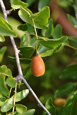 포토 JPG 해외이미지 나무 식물 잎 과일 자연 사람없음 야외 초록색 갈색 정원 봄 닫기 관목 해외202004 해외포토 계절 컬러 모션 생태계 파일형식 이미지허브