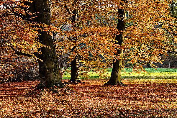 포토 JPG 해외이미지 나무 계절 공원 길 여행 백그라운드 잎 자연 아침 그림자 풍경 사람없음 목재 초록색 여름 빛 햇빛 태양 평화 일출 환경 맑음 일몰 봄 새벽 하이킹 안개 광선 가을 나뭇가지 시골 황무지 숲 장면 공상 내추럴 해외202004 해외포토 주간 자연요소 식물 공공시설 컬러 컨셉 재료 레저 날씨 노을 생태계 파일형식 이미지허브