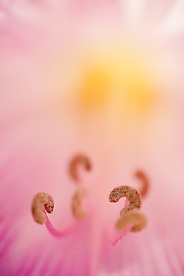 포토 JPG 해외이미지 식물 계절 꽃잎 꽃 분홍색 자연 사람없음 노란색 봄 벚꽃 묘사 꽃가루 꽃수술 해외202004 해외포토 컬러 가루 생태계 파일형식 이미지허브