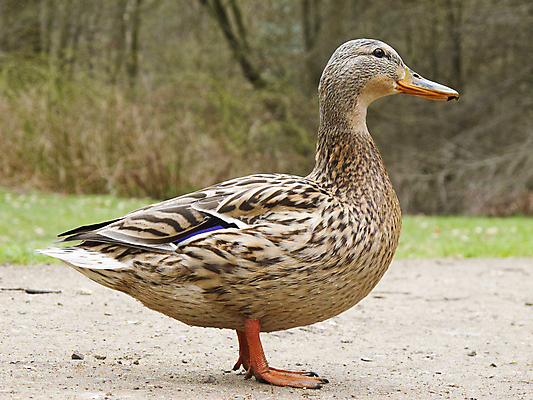 포토 JPG 해외이미지 동물 1 계절 여자 야생동물 날개 자연 조류 오리 사람없음 야외 옆모습 햇빛 머리 땅 깃털 묘사 부리 위치 청둥오리 내추럴 주목 해외202004 해외포토 뷰포인트 사람 신체부위 태양 생태계 파일형식 이미지허브