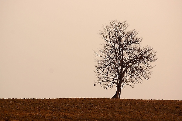 포토 JPG 해외이미지 모양 나무 식물 아시아 도로 지구 여행 밭 태국 자연 하늘 산 풍경 사람없음 야외 여름 컬러풀 태양 농장 갈색 우주 정원 검은색 일몰 흙 회색 가을 흰색 나뭇가지 저녁 숲 땅 눈금 떠남 밭일 세피아 옛날 해외202004 해외포토 자연요소 계절 나라 길 컬러 농업 교통시설 모션 촬영기법 노을 야간 생태계 파일형식 이미지허브