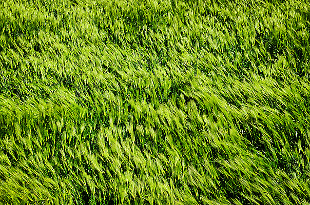 포토 JPG 해외이미지 식물 계절 음식 빵 줄기 백그라운드 밭 농업 자연 건강 씨앗 풍경 사람없음 야외 초록색 여름 빛 농작물 햇빛 태양 농장 농경지 노란색 환경 맑음 봄 수확 성장 흰색 시골 낟알 시리얼 밀 유기농 보리 내추럴 밭일 호밀 해외202004 해외포토 자연요소 웰빙 산업 컬러 날씨 곡류 생태계 파일형식 이미지허브