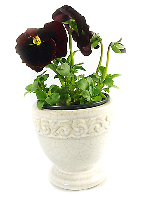 포토 JPG 해외이미지 식물 꽃 꽃무늬 사람없음 봄 벚꽃 개화 냄비 제비꽃 오브젝트 고립 해외202004 해외포토 계절 무늬 솥 파일형식 이미지허브