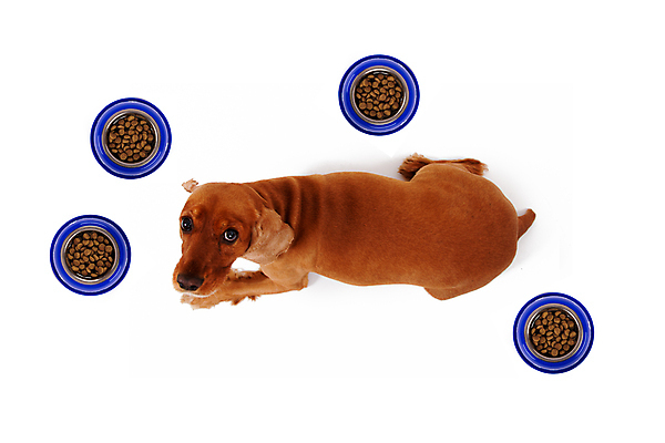 포토 JPG 해외이미지 동물 음식 건조 건강 사람없음 식사 저녁식사 신선 사발 닫기 개 강아지 작음 먹이 컨테이너 테리어 송곳니 고립 식용 신앙심 해외202004 해외포토 산업 포유류 모션 반려동물 사기그릇 치아 크기 파일형식 이미지허브