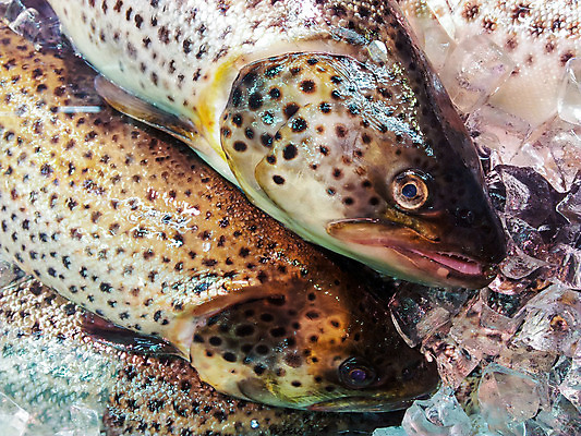 포토 JPG 해외이미지 접시 산업 음식 바다 다이어트 낚시 건강 어류 요리 사람없음 빛 세일 쌓기 얼음 검은색 줄무늬 활발 추위 흰색 신선 잡기 시장 시원함 해산물 큐브 질감 날것 연어 소매 찌그러짐 거짓말 송어 해외202004 해외포토 자연요소 식기 컬러 컨셉 무늬 모션 레저 수중동물 파일형식 이미지허브
