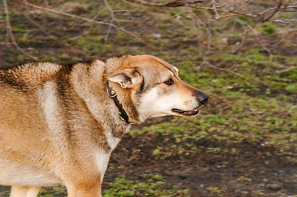 포토 JPG 해외이미지 동물 1 종이 도로 얼굴 포즈 백그라운드 의자 자연 거리 주택 털 사람없음 야외 반려동물 갈색 귀여움 환경 검은색 가을 개 달콤 강아지 작음 배고픔 싱글 코 송곳니 노숙자 양모 기르기 유래 혼자 해외202004 해외포토 계절 길 컬러 가구 컨셉 포유류 교통시설 건물 신체부위 직물 맛 치아 크기 생태계 돌봄 파일형식 이미지허브