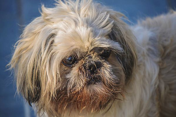 포토 JPG 해외이미지 동물 척추동물 1 응시 남자 유럽 겨울 포유류 친절 털 노르웨이 사람없음 야외 세로 반려동물 얼음 추위 흰색 개 달콤 모피 솜털 2월 기르기 복종 스칸디나비아 유래 차단 해외202004 해외포토 자연요소 시선 계절 나라 컬러 사람 날짜 맛 돌봄 파일형식 이미지허브