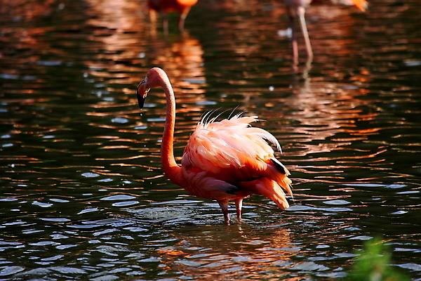 포토 JPG 해외이미지 주간 한마리 호수 풍경 사람없음 야외 여름 플라밍고 해외202004 해외포토 자연요소 1 계절 조류 파일형식 이미지허브