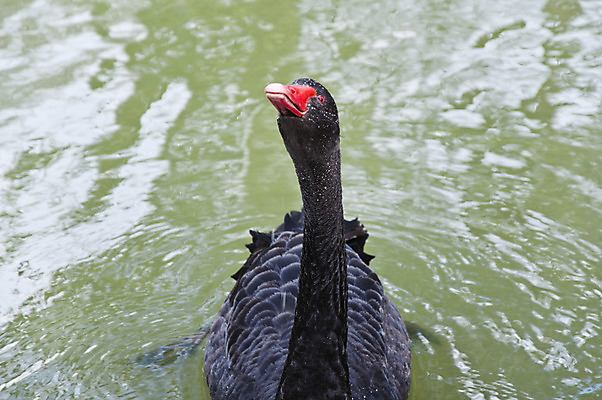 포토 JPG 해외이미지 동물 1 호수 물결 야생동물 백그라운드 2 패턴 자연 조류 아침 사랑 미술 사람없음 야외 옆모습 물 파란색 빛 반사 평화 수영 침묵 거울 안개 흰색 연못 황무지 우아함 순수 깃털 백조 장면 지역 천국 단아함 벙어리 웅장함 해외202004 해외포토 주간 자연요소 감정 뷰포인트 컬러 컨셉 무늬 날씨 문화예술 소리 수상스포츠 생태계 파일형식 이미지허브