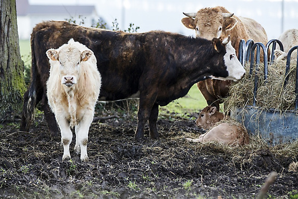 포토 JPG 해외이미지 동물 밭 농업 포유류 자연 뿔 풍경 사람없음 초록색 농장 농경지 갈색 환경 가축 침묵 봄 목장 소고기 우유 프랑스 종 시골 소 방목 허브 유기농 생물학 송아지 노르망디 바이오 밭일 위기 찰과상 해외202004 해외포토 식물 웰빙 계절 교육 유럽 산업 새끼 컬러 유제품 육류 소리 축산업 상처 생태계 파일형식 이미지허브