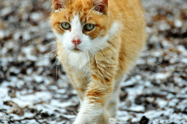 포토 JPG 해외이미지 동물 오렌지 포유류 주택 사람없음 야외 반려동물 고양이 얼룩무늬 해외202004 해외포토 무늬 과일 건물 파일형식 이미지허브