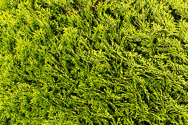 포토 JPG 해외이미지 나무 식물 계절 백그라운드 잎 크리스마스 패턴 자연 풍경 사람없음 야외 목재 장식 초록색 여름 정원 나뭇가지 시골 신선 소나무 숲 묘사 질감 상록수 침엽수 전나무 원뿔 내추럴 수목 가문비나무 그리너리 해외202004 해외포토 도형 기념일 컬러 무늬 재료 생태계 파일형식 트랜드컬러 이미지허브