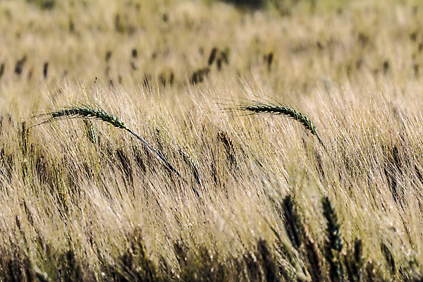 포토 JPG 해외이미지 식물 산업 선 음식 농업 자연 날씨 휴식 요리 사람없음 세로 여름 햇빛 농장 노란색 힘 봄 활발 에너지 수확 성장 시골 시간 업무 그룹 황금 시리얼 밀 날카로움 귀 밀가루 성분 영양분 탄수화물 완전 해외202004 해외포토 계절 컬러 컨셉 곡류 신체부위 태양 작업 가루 생태계 파일형식 이미지허브