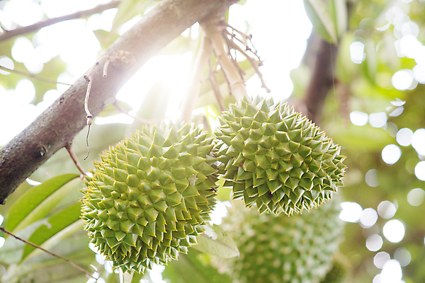 포토 JPG 해외이미지 나무 식물 계절 아시아 음식 농업 과일 태국 자연 건강 동양인 사람없음 초록색 빛 햇빛 태양 농장 노란색 환경 정원 수확 나뭇가지 신선 원형 가시 황금 달콤 숲 과수원 왕 유기농 날것 냄새 스파이크 말레이시아 내추럴 숙성 이국적 해외202004 해외포토 자연요소 도형 웰빙 나라 산업 컬러 인종 맛 생태계 파일형식 이미지허브