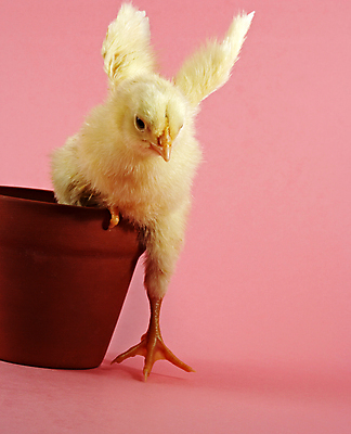 포토 JPG 해외이미지 화분 날개 부활절 병아리 들기 사람없음 노란색 치킨 아기 작음 자르기 깃털 부리 솜털 고립 해외202004 해외포토 기념일 컬러 모션 조류 사람 크기 닭고기요리 파일형식 이미지허브
