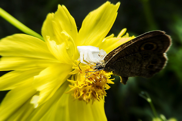 포토 JPG 해외이미지 동물 태국 자연 사람없음 빛 고요 거미 내추럴 수유 해외202004 해외포토 아시아 곤충 생태계 파일형식 이미지허브