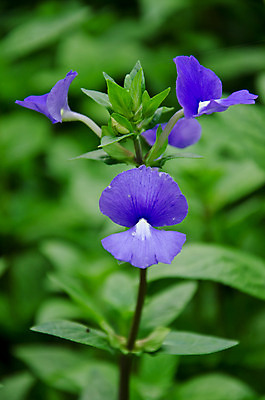 포토 JPG 해외이미지 나무 식물 공원 꽃잎 꽃 아시아 음식 나비 잎 꽃무늬 날개 가족 태국 자연 열대 말하기 동양인 사람없음 야외 장식 초록색 파란색 정원 보라색 개화 닫기 관목 원예 비둘기 완두콩 포도나무 해외202004 해외포토 공공시설 나라 컬러 곤충 무늬 관계 모션 조류 콩 인종 취미 과일나무 생태계 파일형식 이미지허브