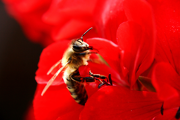 포토 JPG 해외이미지 식물 꽃 곤충 밭 날개 자연 사람없음 여름 태양 노란색 정원 봄 에너지 벚꽃 가을 꿀벌 설탕 벌 수집 묘사 꽃가루 해외202004 해외포토 자연요소 동물 계절 컬러 농업 벌_곤충 가루 생태계 파일형식 이미지허브