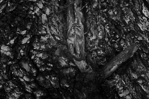 포토 JPG 해외이미지 동물 아시아 여행 자연 풍경 사람없음 관광지 중국 다람쥐 내추럴 해외202004 해외포토 나라 설치류 생태계 파일형식 이미지허브