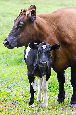 포토 JPG 해외이미지 동물 딸 아들 농업 포유류 가족 자연 엄마 함께함 흑백 사랑 서기 사람없음 야외 초록색 여름 농장 갈색 가축 봄 우유 자녀 시골 점 소 보호 송아지 돌봄 밭일 동정 해외202004 해외포토 계절 감정 산업 새끼 컬러 컨셉 관계 모션 유제품 촬영기법 생태계 파일형식 이미지허브