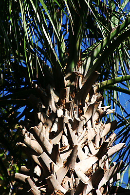 포토 JPG 해외이미지 나무 1 꽃 잎 자연 따뜻함 손바닥 사람없음 초록색 야자수 햇빛 신선 싱글 내추럴 혼자 해외202004 해외포토 식물 손 컬러 태양 생태계 파일형식 이미지허브