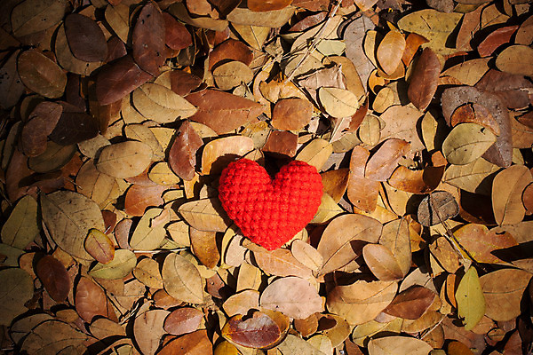 포토 JPG 해외이미지 모양 나무 식물 계절 행복 감정 분홍색 잎 겨울 날씨 건조 발렌타인데이 그림자 사랑 미술 사람없음 야외 빨간색 빛 쌓기 기쁨 추위 수확 가을 하트 변화 공예 복고 필터 핸드메이드 해외202004 해외포토 컬러 컨셉 농업 모션 데이이벤트 문화예술 취미 파일형식 이미지허브